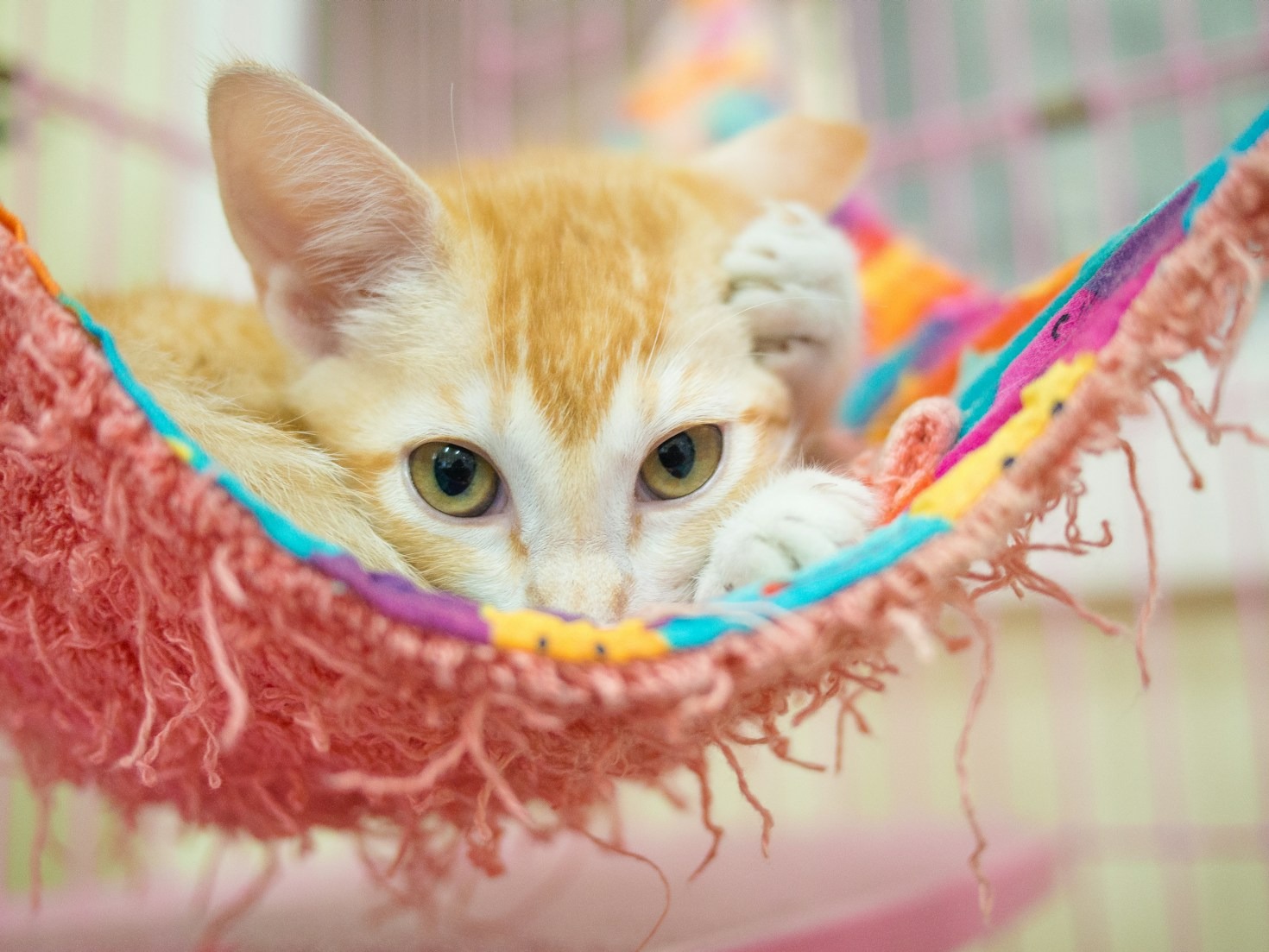 Mitos y realidades sobre la adopción de gatos